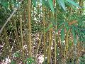 Ku Zhu Bamboo / Pleioblastus amarus 